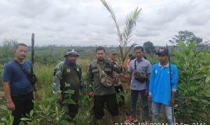 MONEV DAN PENGAMANAN LOKASI RHL, PETUGAS TN TESSO NILO CABUT TANAMAN SAWIT