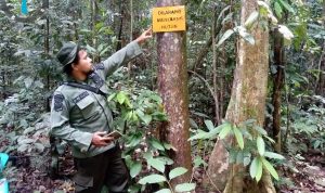 PATROLI DARAT, MEMPERTAHANKAN KELESTARIAN HUTAN KAWASAN TN TESSO NILO