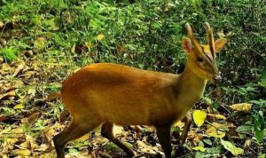 Kijang Sumatera: Sang Penghuni Hutan yang Kian Terancam
