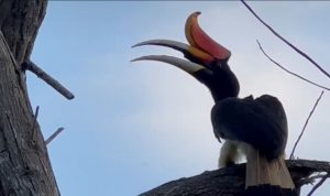 Rangkong Badak (Buceros rhinoceros) Mengunjungi Areal Flying Squad Taman Nasional Tesso Nilo