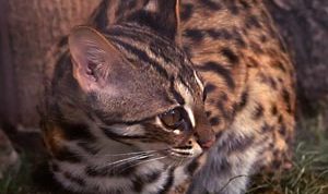 Mengenal Kucing Kuwuk: Si Pemangsa Mini yang Makin Terancam