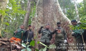 Patroli Hutan Tesso Nilo: Petugas Temukan Jejak Harimau Sumatera