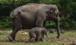 Kasih Tak Bertepi: Ikatan Seumur Hidup Induk Gajah Sumatera dan Anaknya