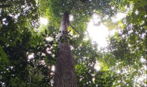 Pohon Kulim: Harta Karun Tersembunyi di TN Tesso Nilo