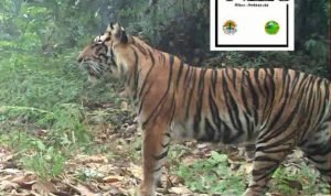 Misteri Belang Harimau Sumatera: Jejak Sang Raja Hutan