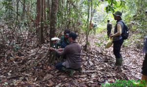 Pejuang Rimba: Menjaga Hutan dari Ancaman yang Tak Berhenti
