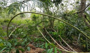 Menelusuri Rotan di Jantung Tesso Nilo: Antara Ekologi dan Ekonomi