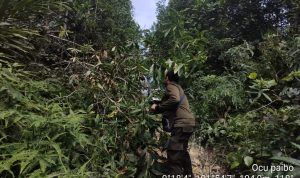 Perjuangan Tanpa Henti: Patroli Hutan di Tengah Hujan dan Ancaman Alam