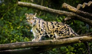 Macan Dahan: Phantom Hutan Tesso Nilo