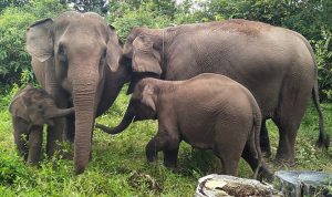 Menyelami Dunia Kelompok Gajah Sumatera: Keluarga Besar yang Penuh Keunikan