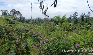 Tumbuhan Senduduk Berbunga (Melastoma malabathricum): Indikator Alami Pemulihan Ekosistem