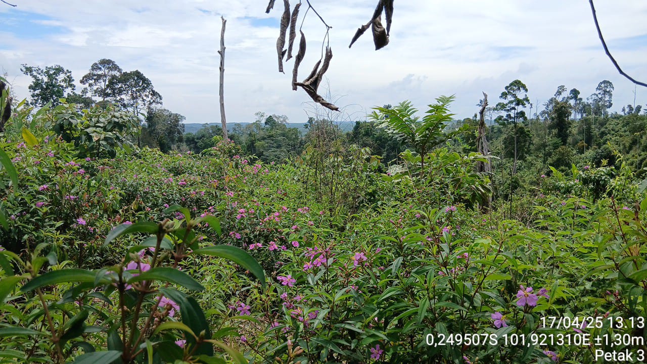 Tumbuhan Senduduk Berbunga (Melastoma malabathricum): Indikator Alami Pemulihan Ekosistem