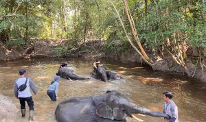 Belalai yang Merangkul, Hati yang Terikat: Mahout dan Gajah
