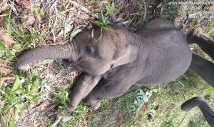 PERS RELEASE : KEMATIAN GAJAH  TARI DI ELEPHANTS FLYING SQUAD TN TESSO NILO