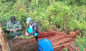 Menyusuri Rimba Tesso Nilo, Menjaga Hutan dari Api dan Gergaji