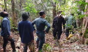 Di hamparan hijau Tesso Nilo, langkah para penjaga hutan terus menyusuri rimba, memastikan alam tetap hidup dalam keseimbangannya