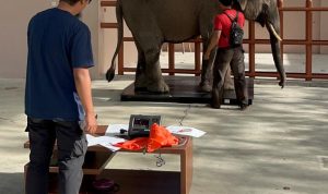 Menjaga Raksasa Hutan Tetap Sehat: Kisah di Balik Penimbangan Gajah Tesso Nilo