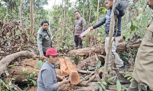 Olah TKP Kasus Penebangan Ilegal di TNTN: Ketelitian Petugas Kunci Pengungkapan