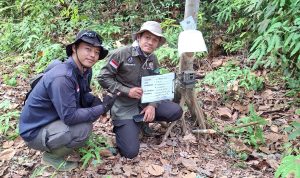 Merekam Kehidupan Tapir, Merawat Harapan Hutan
