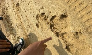 Enam Hari Menyisir Sunyi, Menahan Jejak yang Ingin Menghapus Hutan