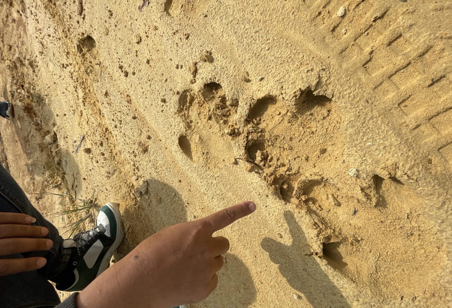 Enam Hari Menyisir Sunyi, Menahan Jejak yang Ingin Menghapus Hutan