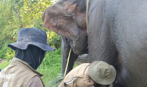 Menjemput Sehat di Jantung Tesso Nilo: Dedikasi Tanpa Jeda untuk Gajah Sumatra