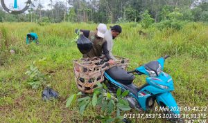 Tiga Hari Menembus Hutan, Petugas TNTN Musnahkan Sawit Ilegal dan Tanam Ratusan Pohon di Air Hitam