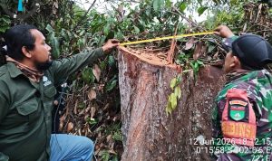 Membelah Belantara Air Hitam, Cara Petugas TNTN Seret Perusak Hutan ke Hukum