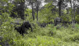 Apa yang Harus Dilakukan Saat Bertemu Gajah Liar? Tips Keamanan untuk Warga