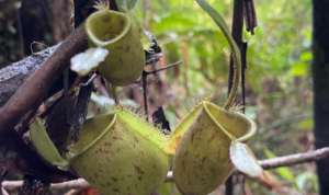 Kantong Semar: Pesona Tanaman Karnivora di Taman Nasional Tesso Nilo