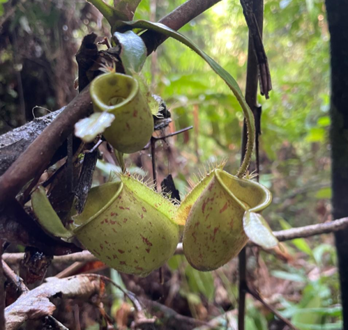 Kantong Semar: Pesona Tanaman Karnivora di Taman Nasional Tesso Nilo