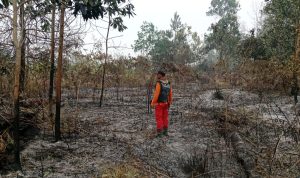 Bara Tersembunyi di Tanah Gambut: Senyapnya Ancaman Karhutla dan Perambahan TNTN
