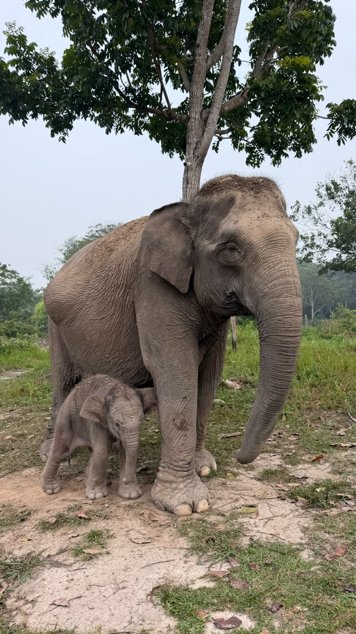 Kabar Bahagia dari TN Tesso Nilo, Gajah Sumatera “Lisa” Lahirkan Anak Jantan Sehat